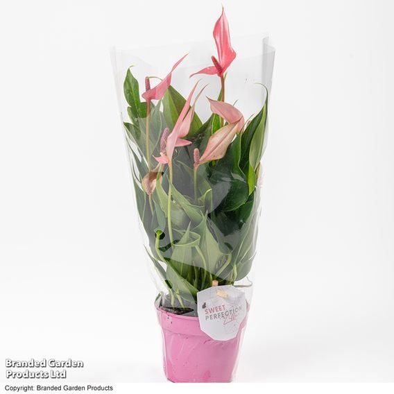 Anthurium 'Lilli'