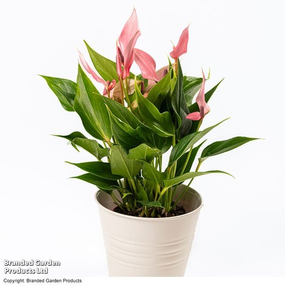 Anthurium 'Lilli'