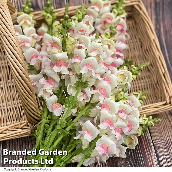 Antirrhinum majus Potomac Apple Blossom F1 - Seeds