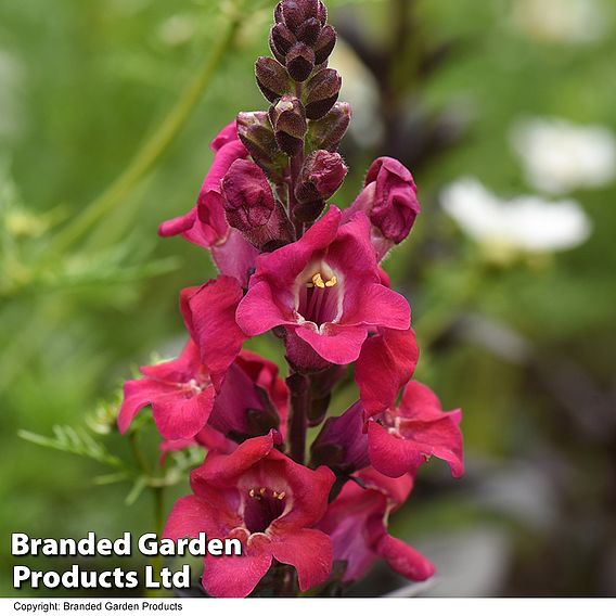 Antirrhinum 'Cherry Cola'