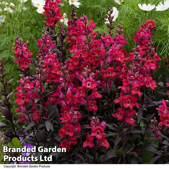 Antirrhinum 'Cherry Cola'