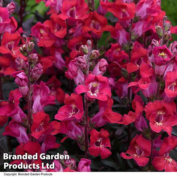 Antirrhinum 'Cherry Cola'