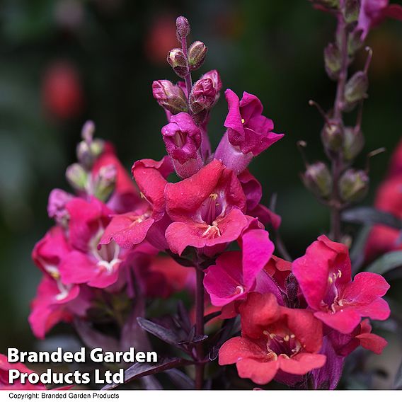 Antirrhinum 'Cherry Cola'