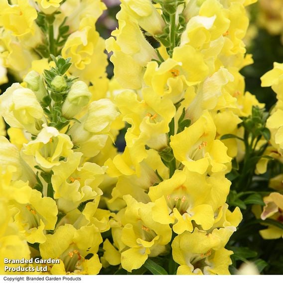 Antirrhinum majus 'Dazzling Lips Lemon'