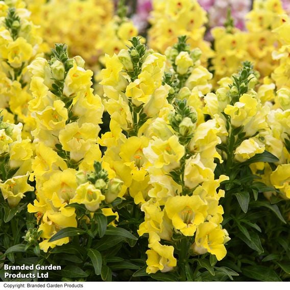 Antirrhinum majus 'Dazzling Lips Lemon'