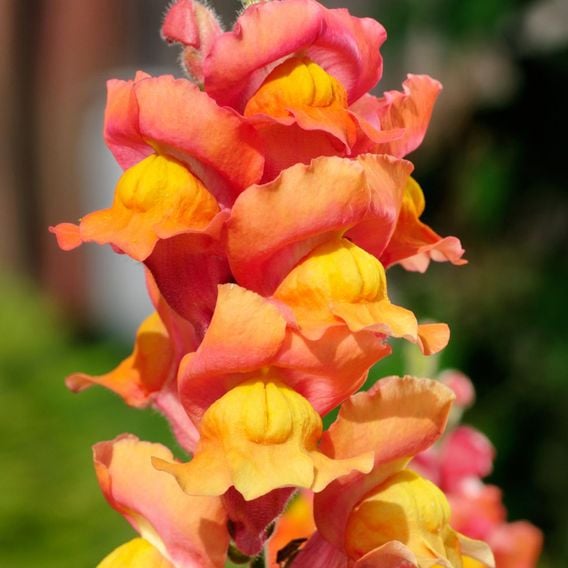 Antirrhinum 'Illumination Mix' - Seeds