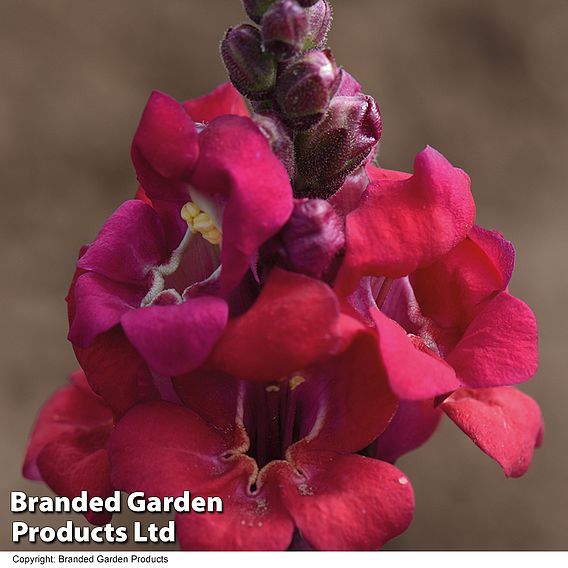 Antirrhinum 'Cherry Cola'
