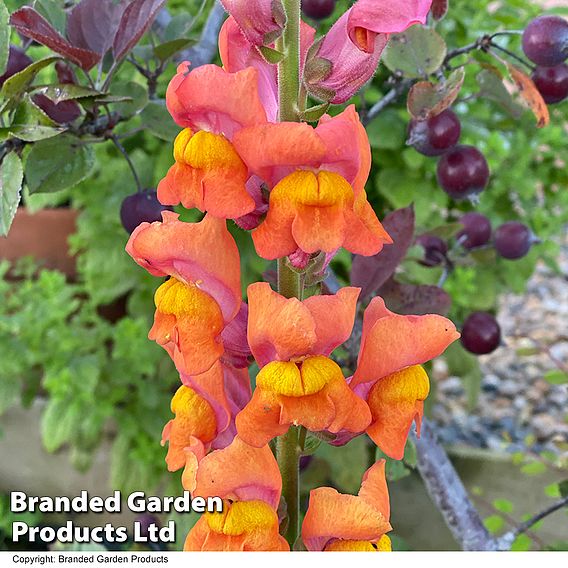 Antirrhinum majus Potomac Dark Orange F1 - Seeds