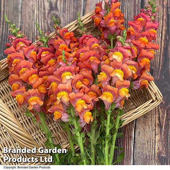 Antirrhinum majus Potomac Dark Orange F1 Seeds