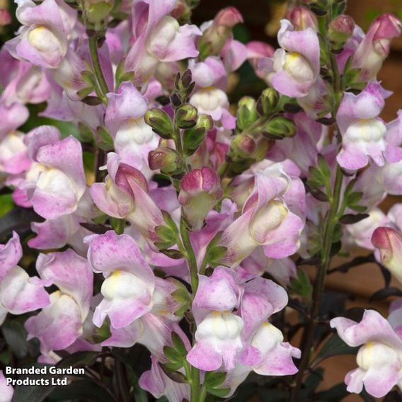Antirrhinum majus 'Snap in Black Pink'
