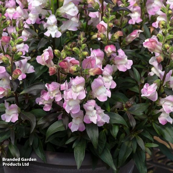 Antirrhinum majus 'Snap in Black Pink'