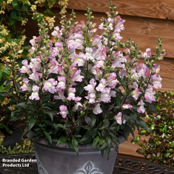 Antirrhinum majus 'Snap in Black Pink'