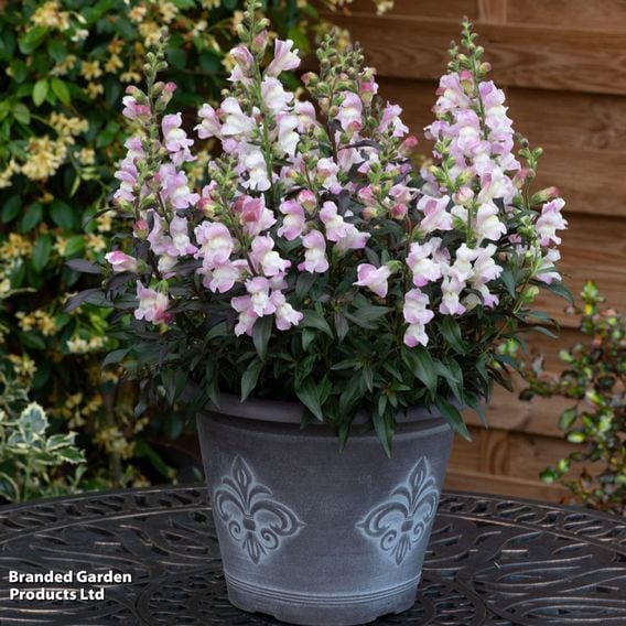 Antirrhinum majus 'Snap in Black Pink'