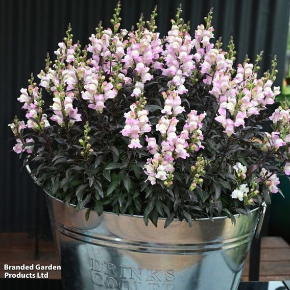 Antirrhinum majus 'Snap in Black Pink'