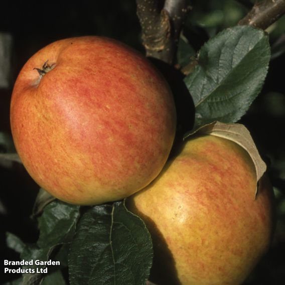 Apple 'Bardsey Island'