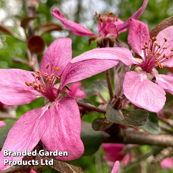 Apple 'Baya Marisa'