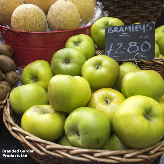 Apple 'Bramley's Seedling'