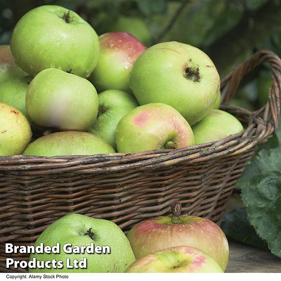 Apple 'Bramley 20'