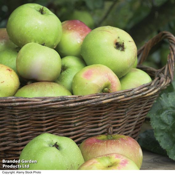 Apple 'Bramley's Seedling'