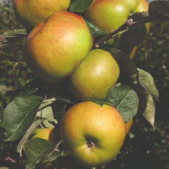 Britains Favourite Apple Tree Collection