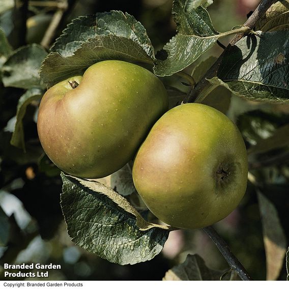 Apple 'Bramley's Seedling'