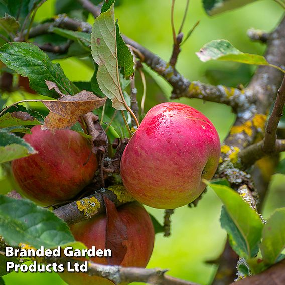 Apple Duo Patio Fruit Trees