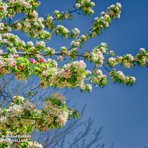 Crab Apple 'John Downie'