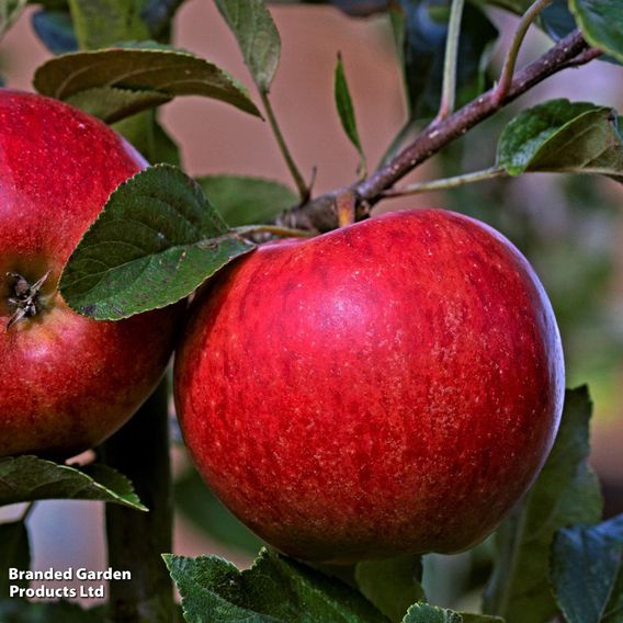 Apple 'Katy'