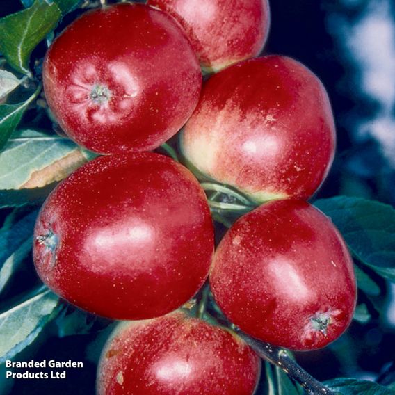 Apple 'Katy'
