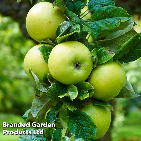 Apple (Malus) Limelight