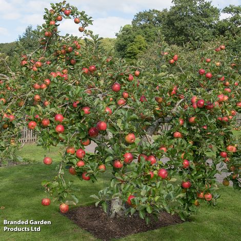 Apple 'Lord Lambourne'