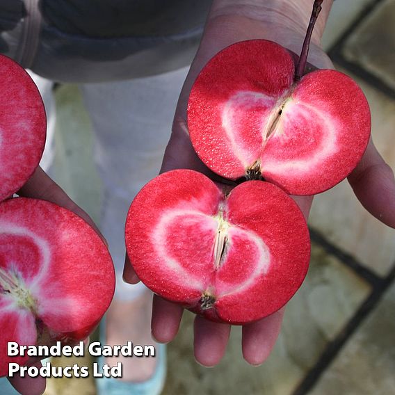 Apple Columnar 'Purple Haze' ®