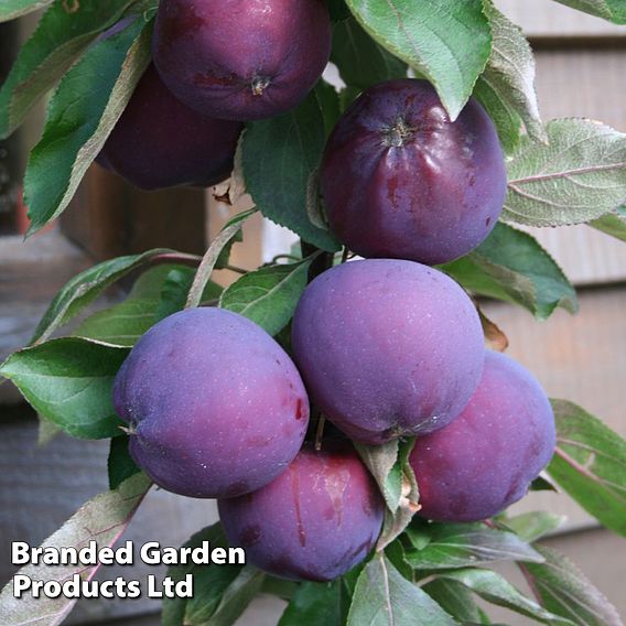 Apple Columnar 'Purple Haze' ®