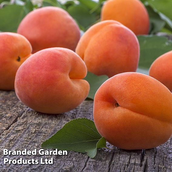 Apricot 'Flavorcot'®
