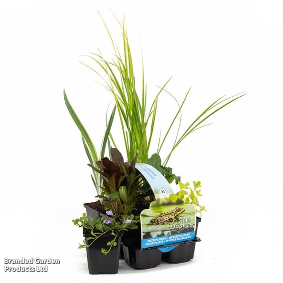 Purifying Pond Plant Collection