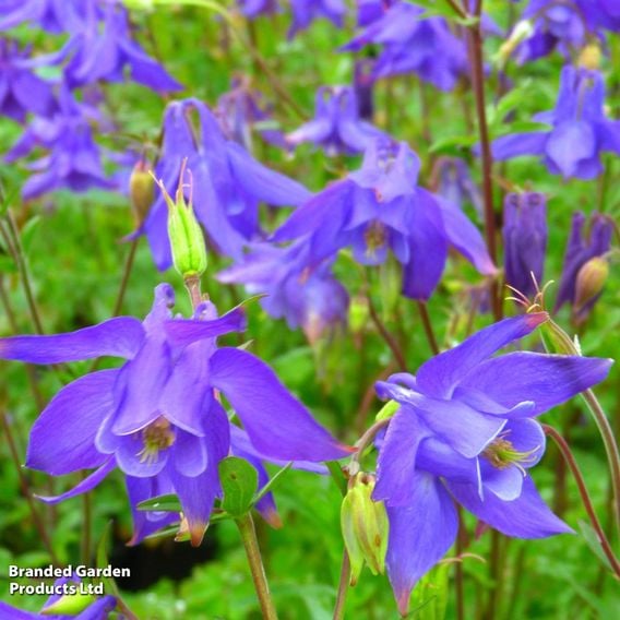 Summer Perennial Plant Bundle