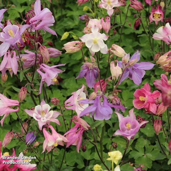 Summer Perennial Plant Bundle