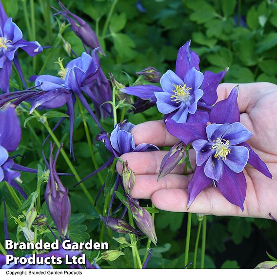 Aquilegia ‘Earlybird™ Purple Blue’