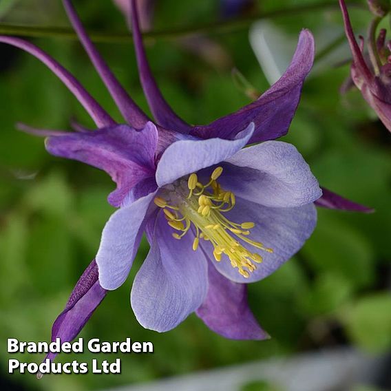 Aquilegia ‘Earlybird™ Purple Blue’