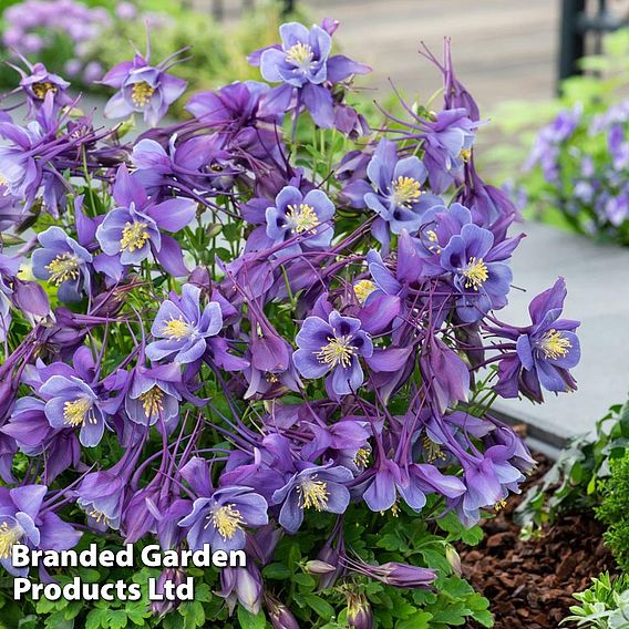 Aquilegia ‘Earlybird™ Purple Blue’