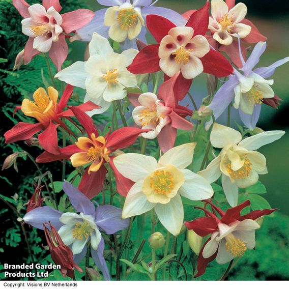 Aquilegia caerulea 'Mrs Scott-Elliott'