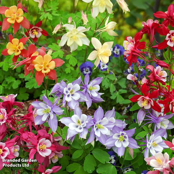 Aquilegia caerulea 'Mrs Scott-Elliott'