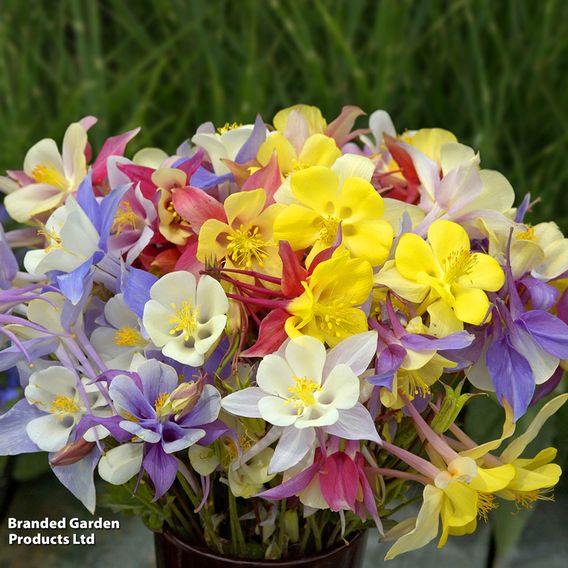 Aquilegia caerulea 'Mrs Scott-Elliott'