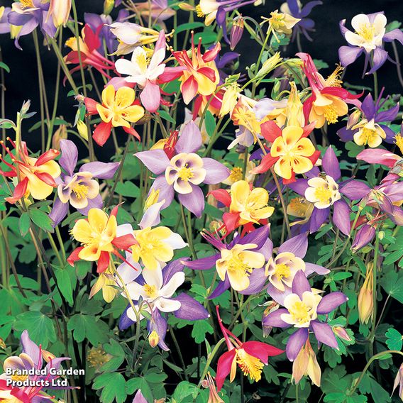 Aquilegia caerulea 'Mrs Scott-Elliott'