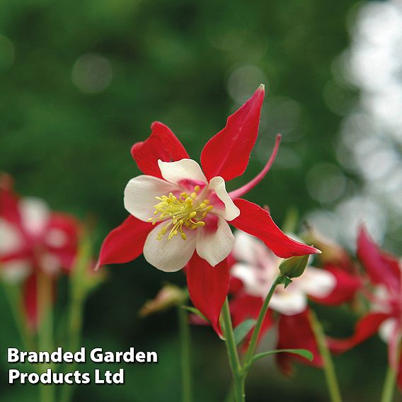 Aquilegia 'Red Dream'