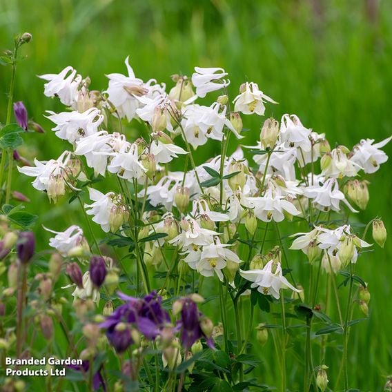 Aquilegia vulgaris 'Alba'