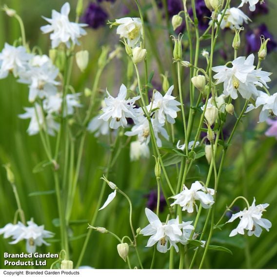 Aquilegia vulgaris Stellata 'White Barlow'