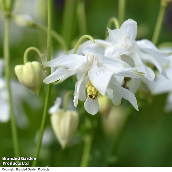 Aquilegia vulgaris Stellata 'White Barlow'