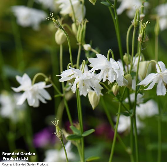 Aquilegia vulgaris Stellata 'White Barlow'