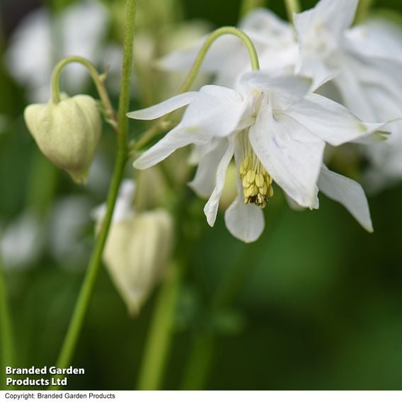 Aquilegia vulgaris Stellata 'White Barlow'